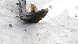 Мыс Видный с пирса: морская рыбалка в Хосте на вечерней струе