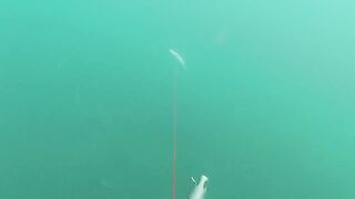 Подводная охота у мыса Видный а морская рыбалка рядом работает?