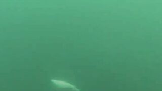 Подводная охота у мыса Видный а морская рыбалка рядом работает?