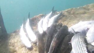 Подводная охота у мыса Видный а морская рыбалка рядом работает?