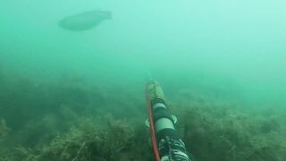 Подводная охота у мыса Видный а морская рыбалка рядом работает?