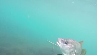 GoPro Мыс Видный горбыль за двушку морская рыбалка в Сочи на камнях