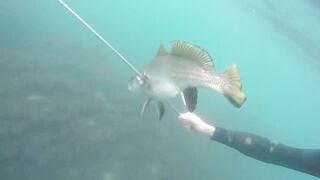 GoPro Мыс Видный горбыль за двушку морская рыбалка в Сочи на камнях