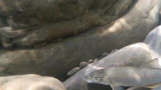 Река Псезуапсе прозрачная вода и рыбалка здесь вообще уместна?