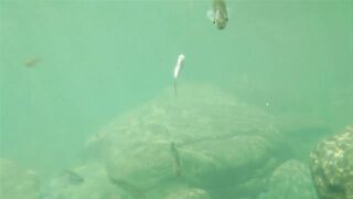 Река Псезуапсе прозрачная вода и рыбалка здесь вообще уместна?