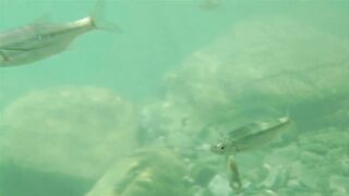 Река Псезуапсе прозрачная вода и рыбалка здесь вообще уместна?