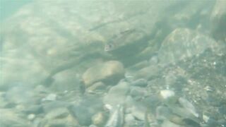 Река Псезуапсе прозрачная вода и рыбалка здесь вообще уместна?