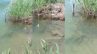 Архипо-Осиповка рыба на берегу и утренняя рыбалка у мостика