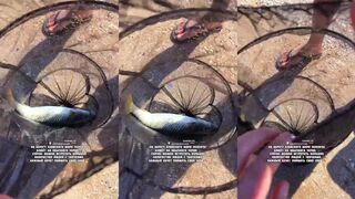 Должанская: на что ловить пеленгаса и когда лучше рыбалка