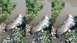 Свежая добыча из Таманского залива - рыбалка и простой рецепт