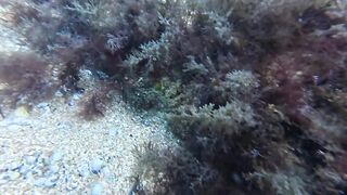 Керчь осенью: подводная охота и рыбалка на рынке свежего улова