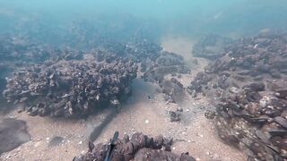 Керчь осенью: подводная охота и рыбалка на рынке свежего улова