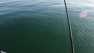 Бычок на Азовском у Керчи - рабочие точки и насадки