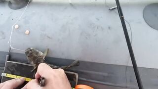 Бычок на Азовском у Керчи - рабочие точки и насадки