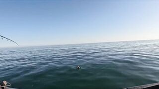 Бычок на Азовском у Керчи - рабочие точки и насадки