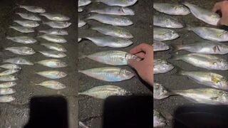 Гурзуф в октябре: морская рыбалка на луфаря и ставриду