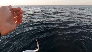 Сарган встал на ход - морская рыбалка в Гурзуфе по сезону