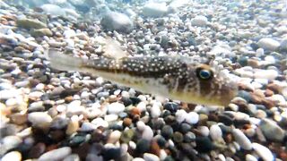 Морская рыбалка в Анталии на Коньяалты: где встать с берега