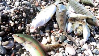 Морская рыбалка в Анталии на Коньяалты: где встать с берега