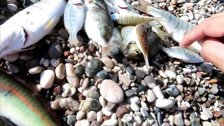 Морская рыбалка в Анталии на Коньяалты: где встать с берега