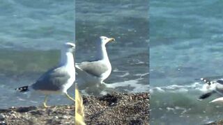 Konyaaltı и чайки над косяком - морская рыбалка на мелководье