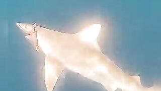 Анталия, Коньяалты акула у берега что с безопасностью и рыбалкой