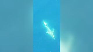 Анталия, Коньяалты акула у берега что с безопасностью и рыбалкой