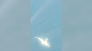 Анталия, Коньяалты акула у берега что с безопасностью и рыбалкой