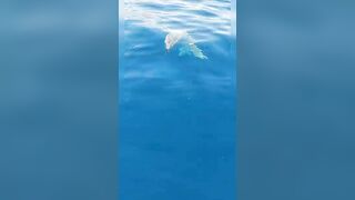 Анталия, Коньяалты акула у берега что с безопасностью и рыбалкой