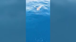 Анталия, Коньяалты акула у берега что с безопасностью и рыбалкой