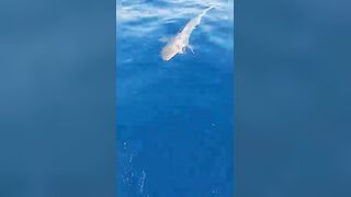 Анталия, Коньяалты акула у берега что с безопасностью и рыбалкой