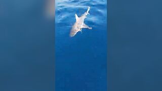 Анталия, Коньяалты акула у берега что с безопасностью и рыбалкой