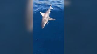 Анталия, Коньяалты акула у берега что с безопасностью и рыбалкой