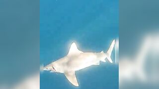 Анталия, Коньяалты акула у берега что с безопасностью и рыбалкой