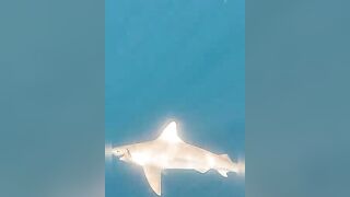 Анталия, Коньяалты акула у берега что с безопасностью и рыбалкой