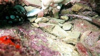 Кушадасы, Эгейское море и кадры 2016 есть ли рыбалка для береговика