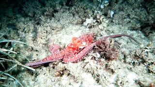 Кушадасы, Эгейское море и кадры 2016 есть ли рыбалка для береговика