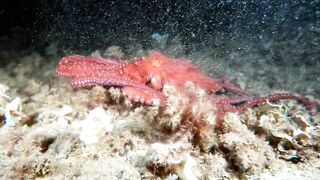 Кушадасы, Эгейское море и кадры 2016 есть ли рыбалка для береговика