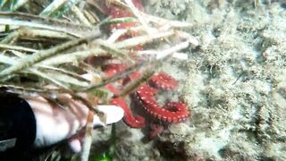 Кушадасы, Эгейское море и кадры 2016 есть ли рыбалка для береговика