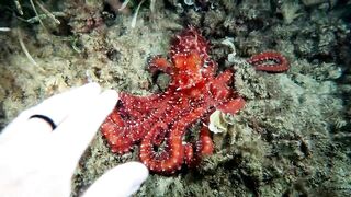 Кушадасы, Эгейское море и кадры 2016 есть ли рыбалка для береговика