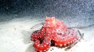 Кушадасы, Эгейское море и кадры 2016 есть ли рыбалка для береговика