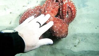 Кушадасы, Эгейское море и кадры 2016 есть ли рыбалка для береговика