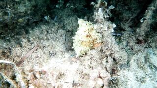 Кушадасы, Эгейское море и кадры 2016 есть ли рыбалка для береговика