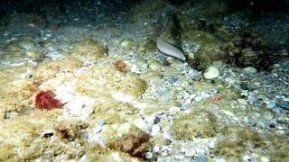 Кушадасы, Эгейское море и кадры 2016 есть ли рыбалка для береговика