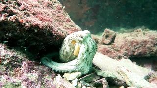 Кушадасы, Эгейское море и кадры 2016 есть ли рыбалка для береговика