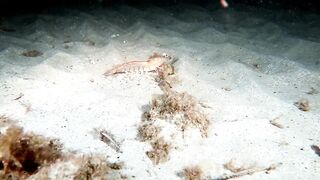 Кушадасы, Эгейское море и кадры 2016 есть ли рыбалка для береговика