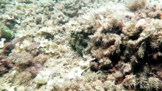 Кушадасы, Эгейское море и кадры 2016 есть ли рыбалка для береговика