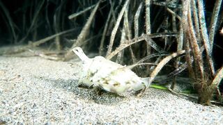 Кушадасы, Эгейское море и кадры 2016 есть ли рыбалка для береговика