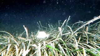 Кушадасы, Эгейское море и кадры 2016 есть ли рыбалка для береговика