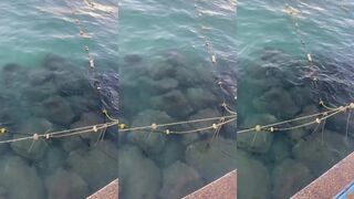 Kuşadası, море и косяки у буёв - есть ли рыбалка сегодня?